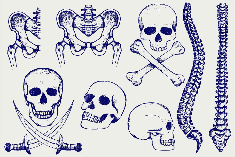 Skeleton, human bones in Skull Icons - product preview 8