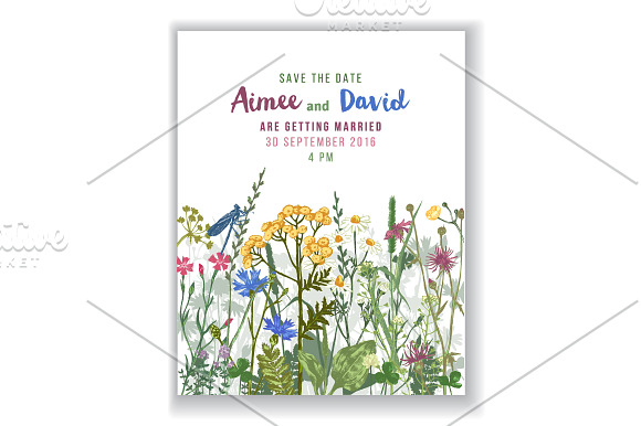 Meadow herbs and flowers in Illustrations - product preview 3