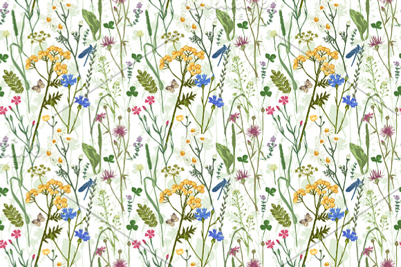 Meadow herbs and flowers in Illustrations - product preview 4
