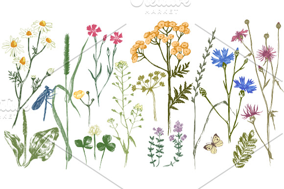 Meadow herbs and flowers in Illustrations - product preview 5