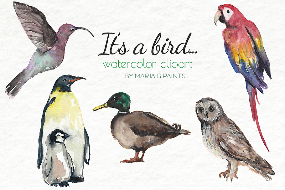 Watercolor Clip Art - Birds in Illustrations - product preview 8