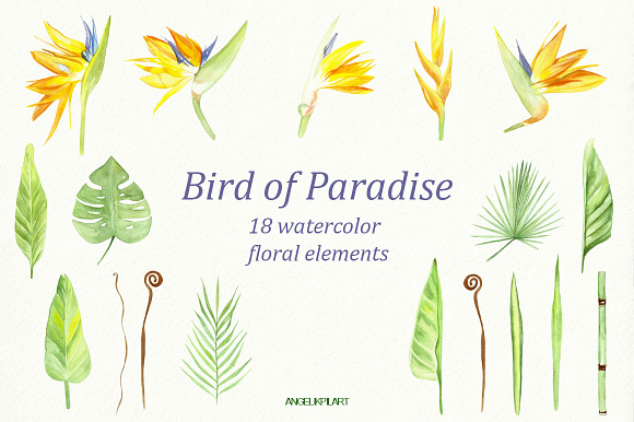 watercolor set bird of paradise in Illustrations - product preview 1