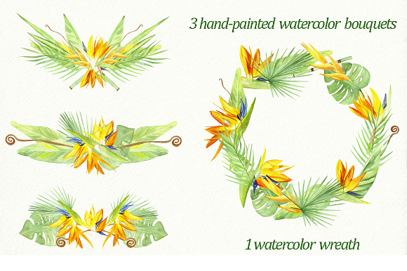 watercolor set bird of paradise in Illustrations - product preview 2