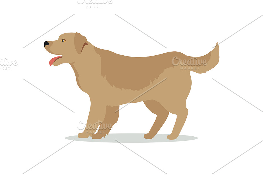 Golden Retriever Dog Isolated