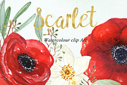 Anemones scarlet Watercolour clipart
