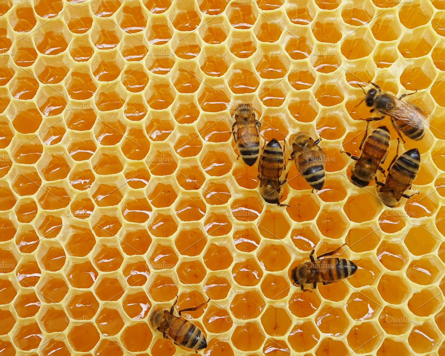Honey Bees on Honeycomb | High-Quality Animal Stock Photos ...
