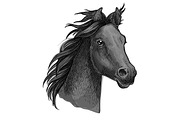 Dark gray horse profile