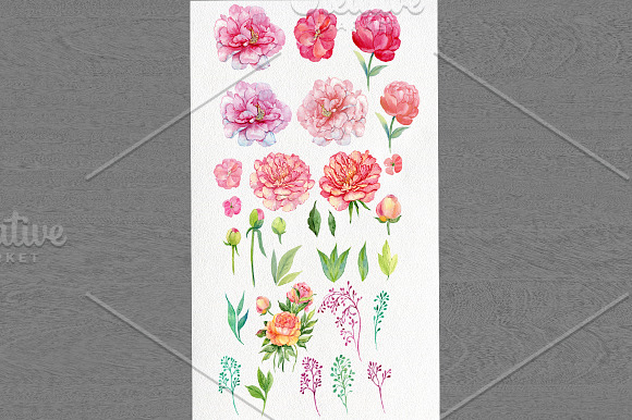 watercolor clipart /flowers peonies in Illustrations - product preview 1