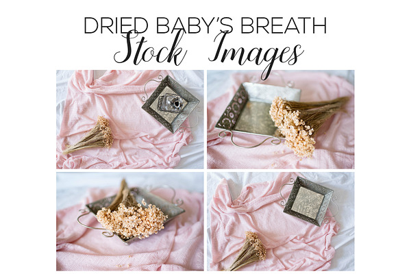 Dried Baby's Breath Stock Images