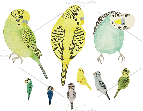 Watercolor Birds in Patterns - product preview 3