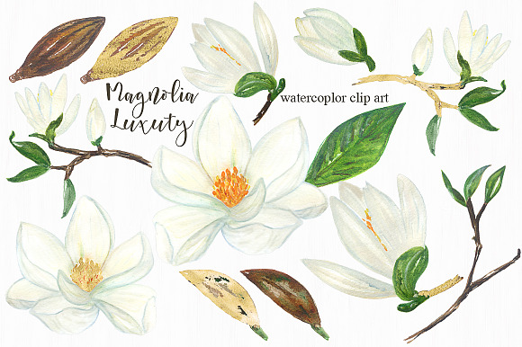 Magnolia white luxury illustrations in Illustrations - product preview 2