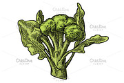 Broccoli with leaf