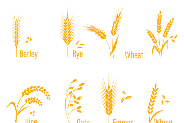 wheat, corn, oats, rye, barley