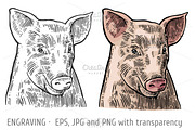 Pig head engraving color and black
