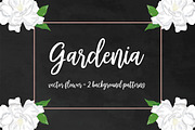 Gardenia vector