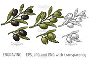 Olives on branch with leaves