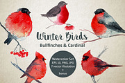 Winter Birds: Bullfinches & Cardinal