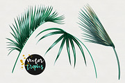 Palm leaves jungle illustrations