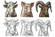 Pig cow goat heads Farm set