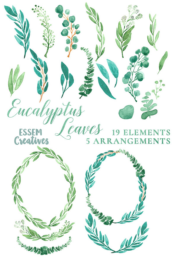 Watercolor Leaves Clipart Eucalyptus in Illustrations - product preview 1