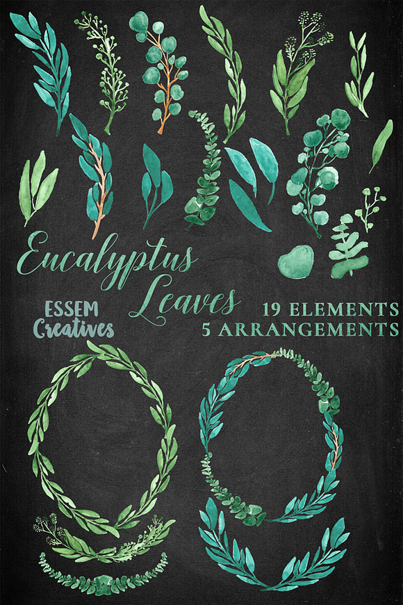 Watercolor Leaves Clipart Eucalyptus in Illustrations - product preview 2