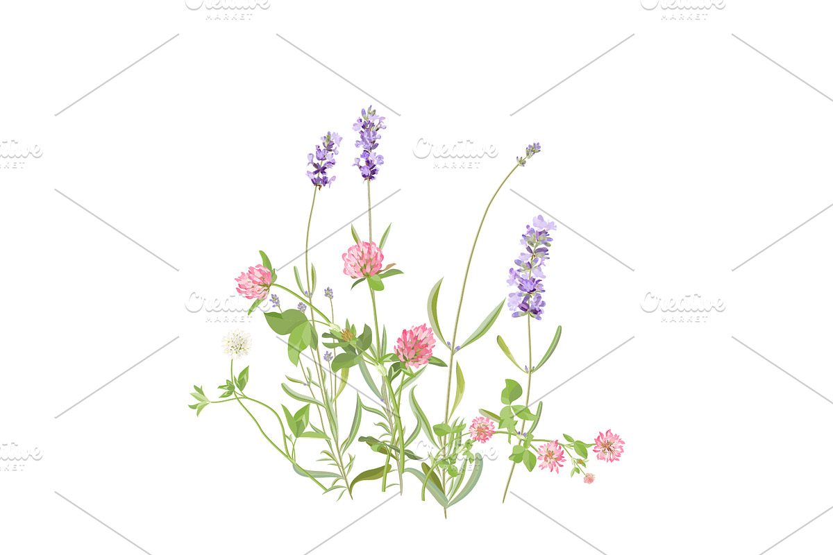 Wildflowers. Lavender. in Illustrations - product preview 8