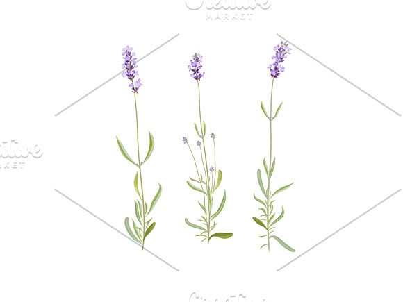 Wildflowers. Lavender. in Illustrations - product preview 1