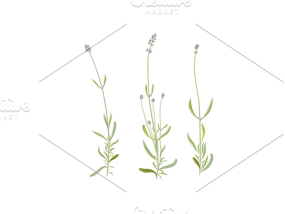 Wildflowers. Lavender. in Illustrations - product preview 2
