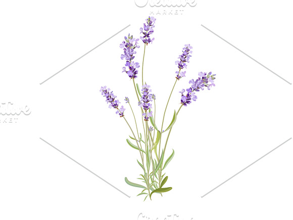 Wildflowers. Lavender. in Illustrations - product preview 3