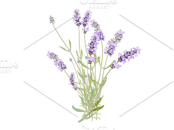 Wildflowers. Lavender. in Illustrations - product preview 4