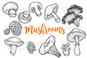 Mushroom hand drawn set