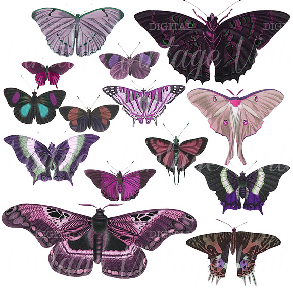 Vintage Purple Butterflies in Graphics - product preview 1