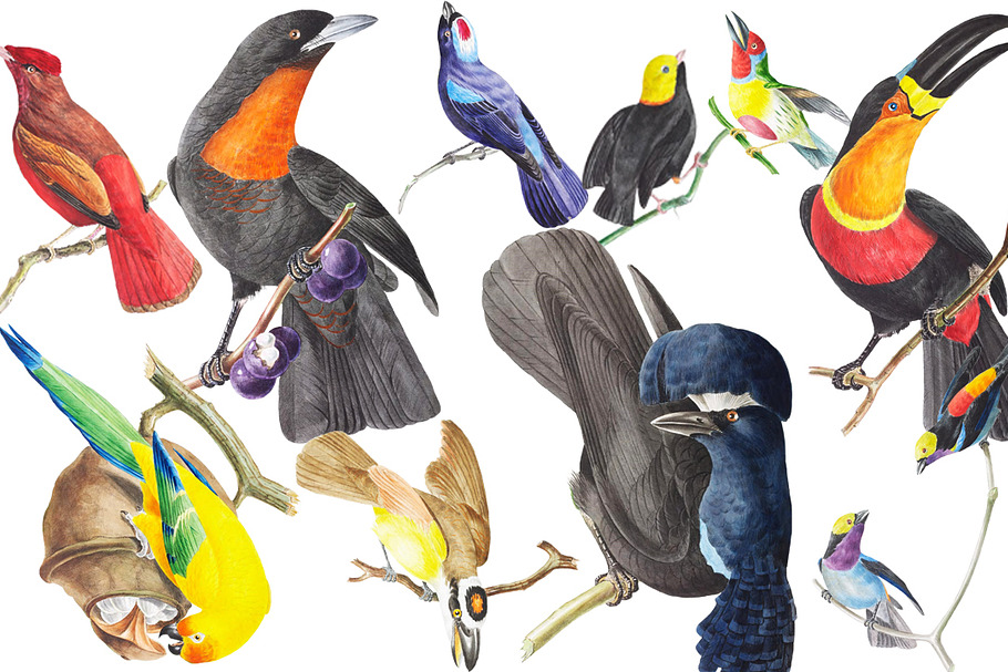 Exotic Birds Set 1 in Graphics - product preview 8
