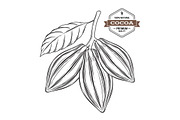 Cocoa pods vector illustration