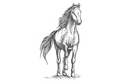 Sketched vector horse