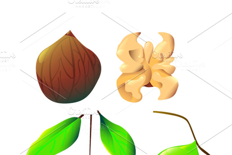 Vector botanical walnut illustration