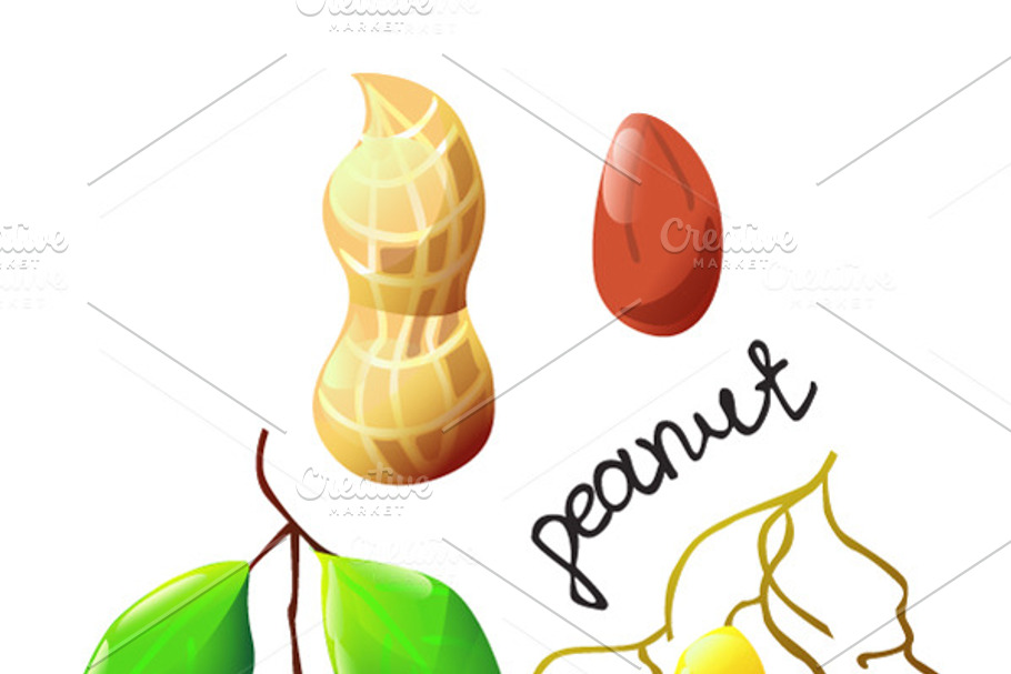 Vector illustration of bright peanut