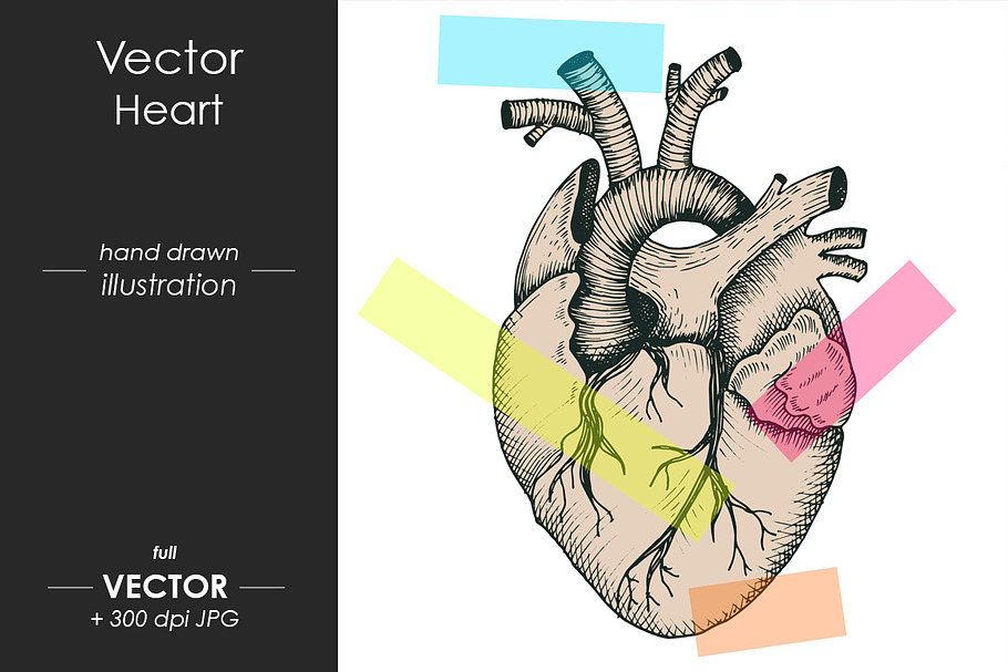 Realistic anatomical vector heart