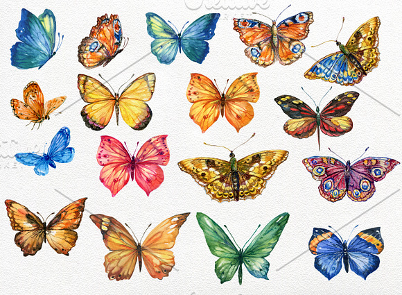 Butterfly collection watercolor in Illustrations - product preview 1