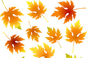 Fall maple leaves collection,pattern