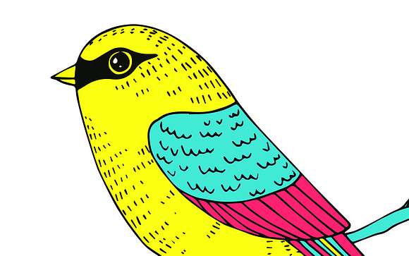 Birds - hand drawn illustration in Illustrations - product preview 1