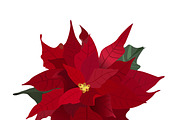 Poinsettia, Christmas flower, vector