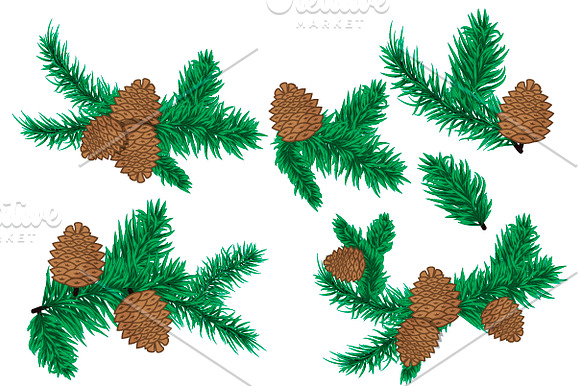 Pine branches vector in Illustrations - product preview 1