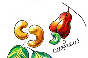 Vector isolated hand drawn cashew