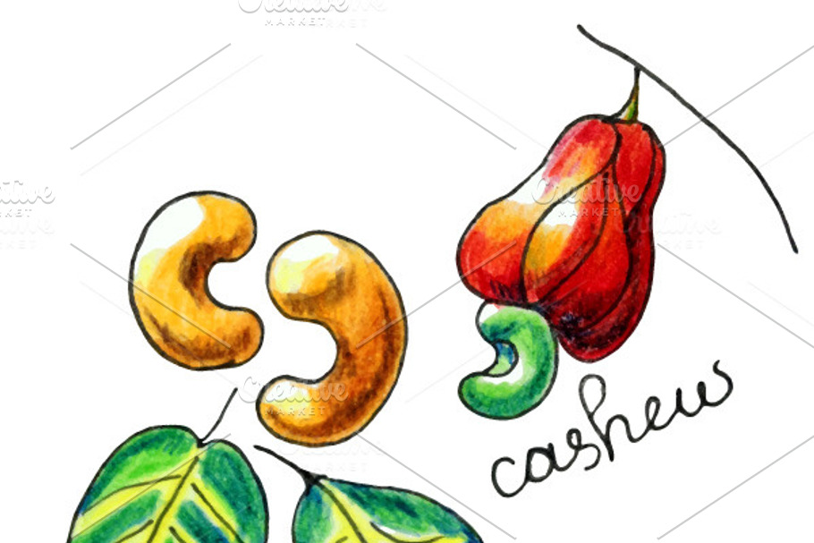 Vector isolated hand drawn cashew in Graphics - product preview 8