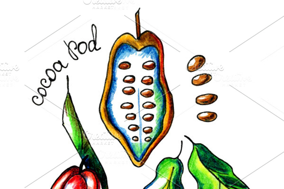 Vector cocoa pod, beans and leaves in Graphics - product preview 8