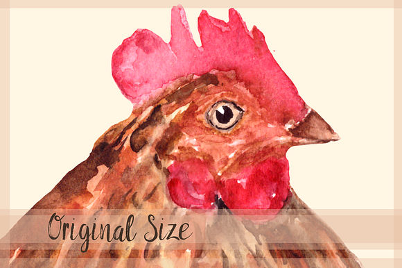 Rooster Family - Watercolor Clip Art in Objects - product preview 2
