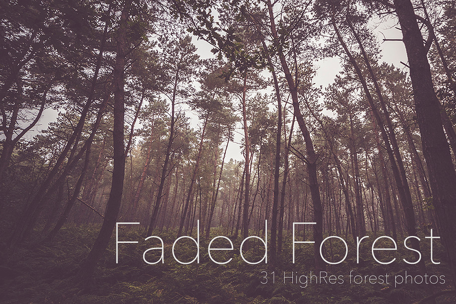 Faded Autumn Forest 31 Photo Pack
