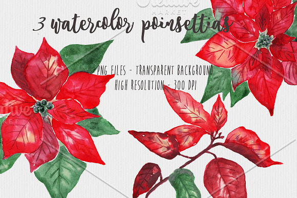 Poinsettias Flowers Christmas Set in Illustrations - product preview 1