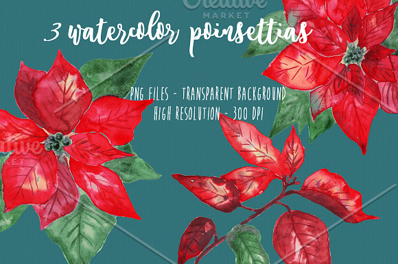 Poinsettias Flowers Christmas Set in Illustrations - product preview 2
